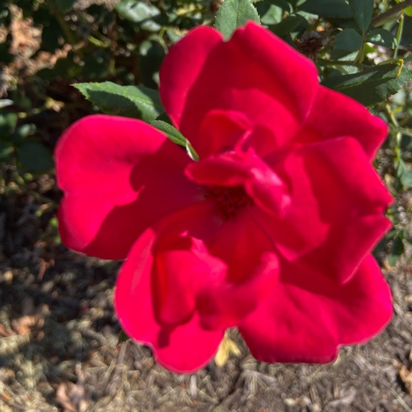 Simone’s Closet - Picture 2 of 10